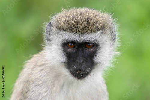 Vervet monkey in the Ngorongoro National Park