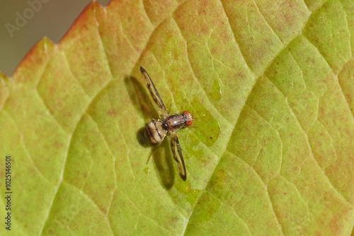 Looped Flutter Fly, Palloptera muliebris of the family Trembling-wing flies, flutter flies, Pallopteridae on a wet leaf. Autumn, October, Netherlands