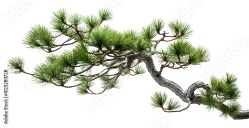 PNG Bonsai pine branch plant.