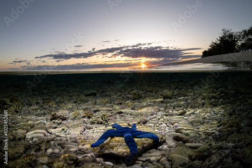 A vibrant blue starfish rests on coral in shallow water as the sun sets over the horizon, casting a peaceful glow near Lady Elliot Island, Australia.