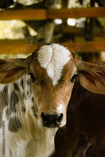 ganado,cria de vaca recien nacida 2024