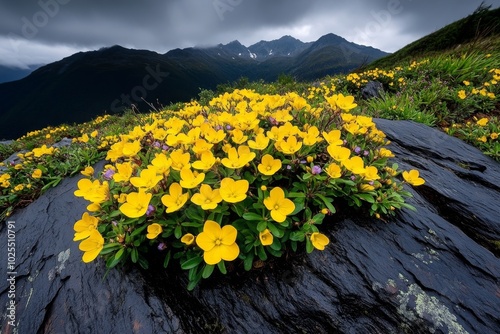 Endemic mountain wildflowers, with Aubrieta Deltoidea growing on rocky outcrops and Forsythia dotting the landscape with bursts of yellow