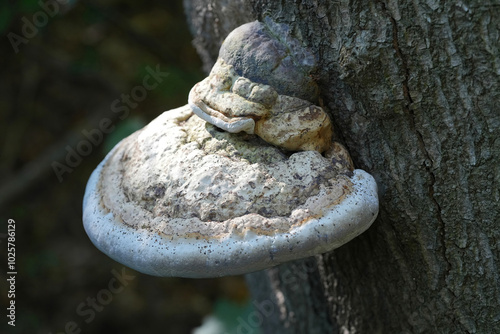 Closeup on a tinder conk or polypore mushroom, Fomes fomentarius