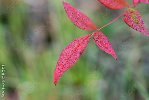 朝露に濡れたナンテンの葉