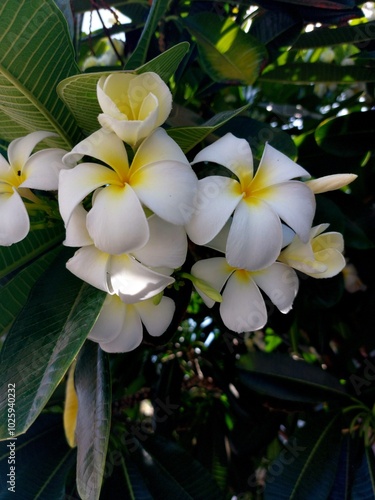 frangipani plumeria flower