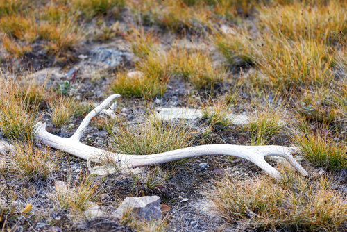 Antler of the extinct East Greenlandic Reindeer, Rangifer tarandus eogroenlandicus, which died out in 1899. The antler is well preserved due to the cold and dry climate. Moraenedal, Greenland.