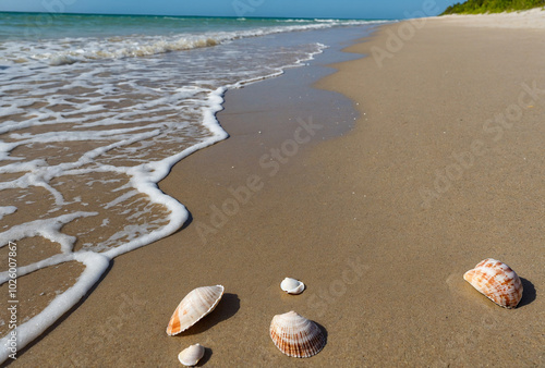 Gentle waves lapping on a sandy beach with seashells scattered along the shore