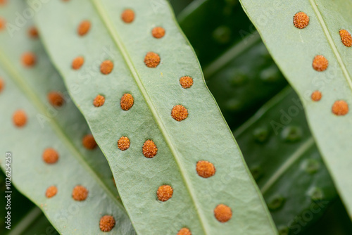 A sorus is a cluster of sporangia in ferns 