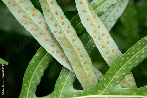 A sorus is a cluster of sporangia in ferns 