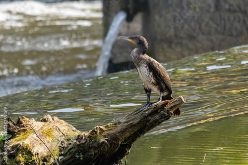 bird, kormoran, natur, tier, wild lebende tiere, wasser, wild, fluss, wildlife, wild kormoran