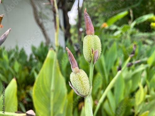 Green fruits of the Canna 'Yellow King Humbert'