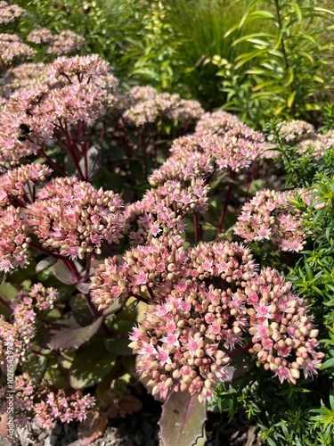 Hylotelephium triphyllum Matrona.autumn Blooming shrub with delicate pink inflorescences on red stems in a summer garden. Flower background