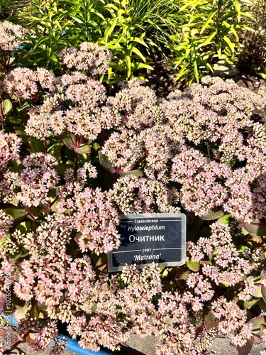 Hylotelephium triphyllum Matrona.autumn Blooming shrub with delicate pink inflorescences on red stems in a summer garden. Flower background