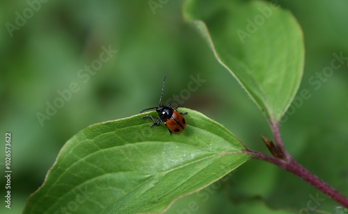 Cryptocéphale à deux points, black-and-red pot beetle (Cryptocephalus bipunctatus) marchant sur une feuille de cornouiller sanguin (Cornus sanguinea)