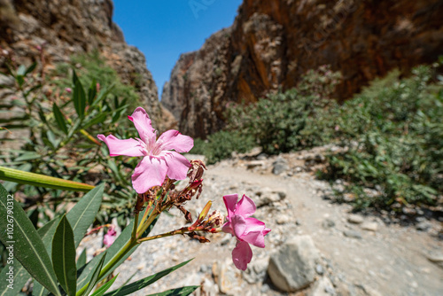 Purple flowers between the perpendicular rock walls of Aradena Gorge on the tourist road, blurred background, in the sun, landscape, Greece, island of Crete, wide angle lens