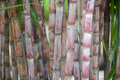 The sugarcane stalks are a vibrant red and green color, with long, narrow leaves extending from the top.