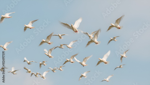 A flock of white doves is flying in the sky.