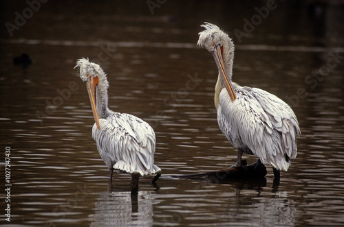 Pélican frisé,.Pelecanus crispus, Dalmatian Pelican