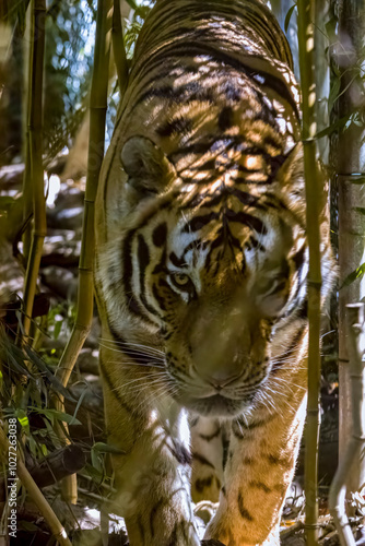 tigre siberiana