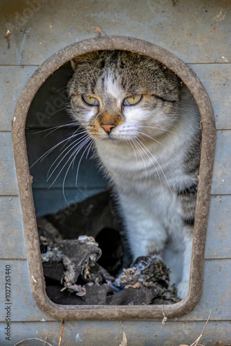 cuccia per gatti in una colonia per randagi