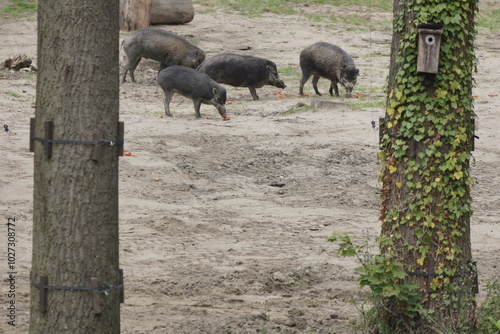 Świnia wisajska. Zoo Łódź. Orientarium.