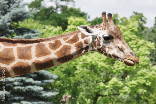 Żyrafa. Zoo Łódź. Orientarium.