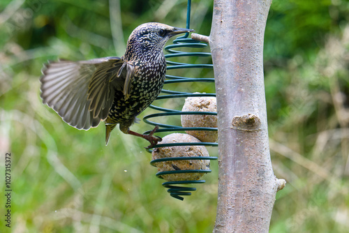 Perlstar , Star (Sturnus vulgaris) im Herbst an einer Futterstelle