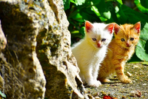 Gatitos al sol