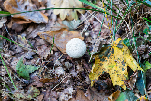 Lycoperdon marginatum growing in a meadow in the autumn season, an inedible mushroom.