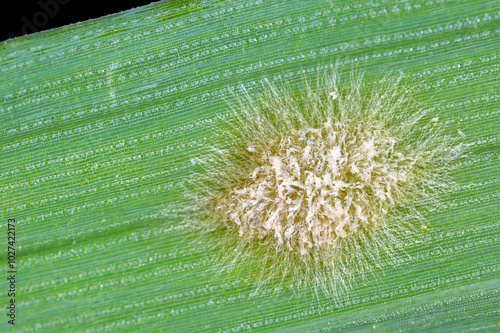 Powdery mildew (Blumeria graminis f.sp. hordei) photomicrograph of a fungal disease pustule, with mycelium and hyphae on a barley leaf