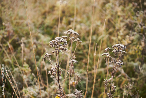 Wrotycz ,Tanacetum L.,łaka