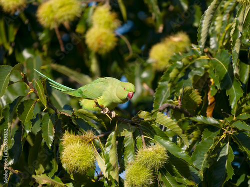 Ring-necked parakeet, Psittacula kramer