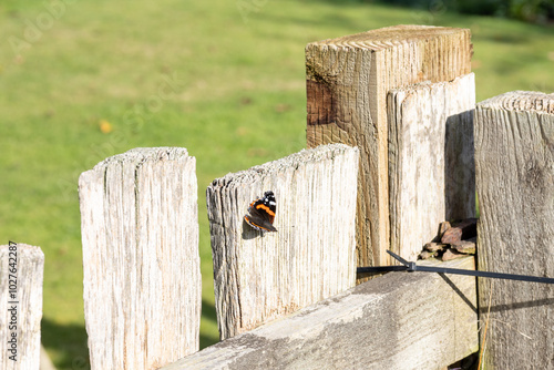 Red Admiral butterfly basking in the sunshine on a wooden fence