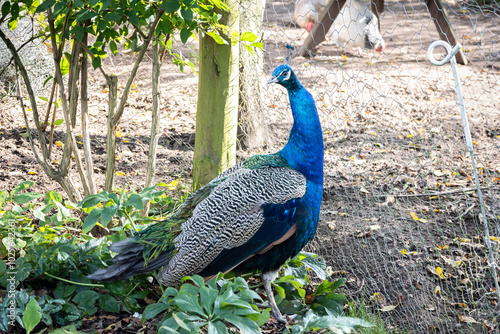 Male peacock with molted tail feathers in a garden in autumn