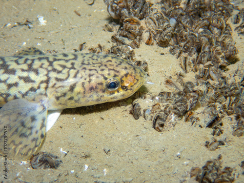 Macro of a burbot on the ground of a lake in switzerland