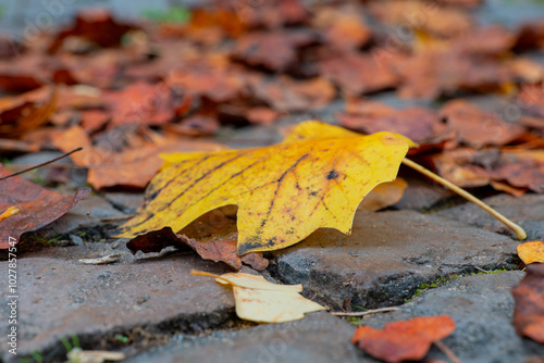 A bright yellow leaf rests on a stone pathway surrounded by fallen leaves