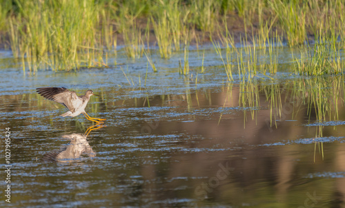 Lesser yellowlegs landing in a shallow pond at sunset.