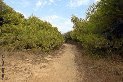 Strada sterrata che porta al mare attraverso la pineta nel Salento 3107