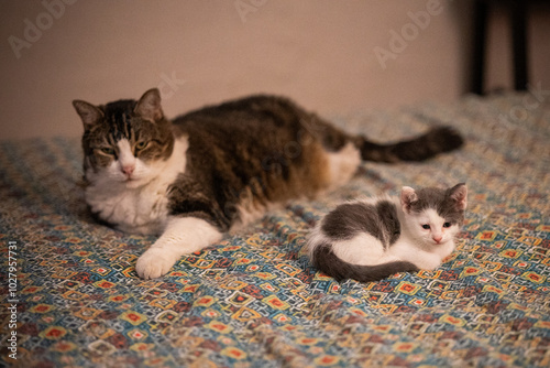 Gato grande y gato pequeño