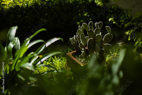 jardín con cactus