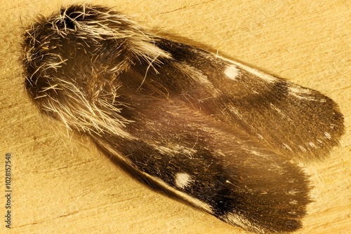 Close-up dorsal view of Bag-shelter Moth (Ochrogaster lunifer) South Australia