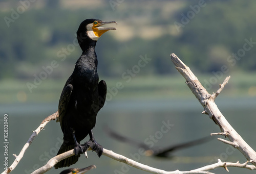 Great Cormorant (Phalacrocorax carbo) in natural habitat