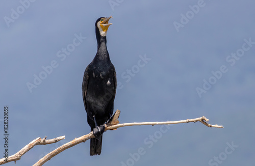 Great Cormorant (Phalacrocorax carbo) in natural habitat