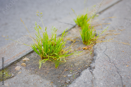 A plant is pushing through a crack in the asphalt. A weed. A hard-to-get-out plant. Life in spite of