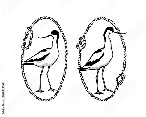 Vector emblem set of hand drawn two standing avocet in rope frames. Ink drawing, beautiful animal and nautical design elements.