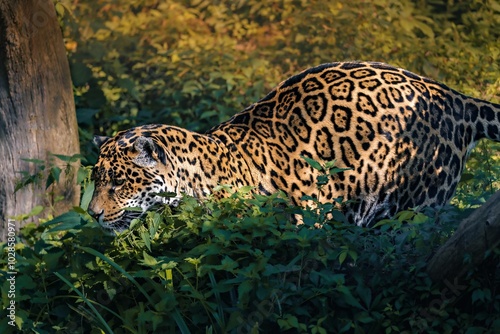 Jaguar prowling through dense forest foliage