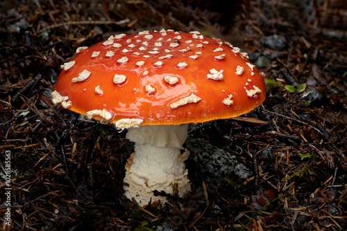 Fly Agaric Mushroom in Forest