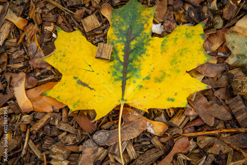 yellow-orange autumn leaf lying on the bark on the ground in the garden.