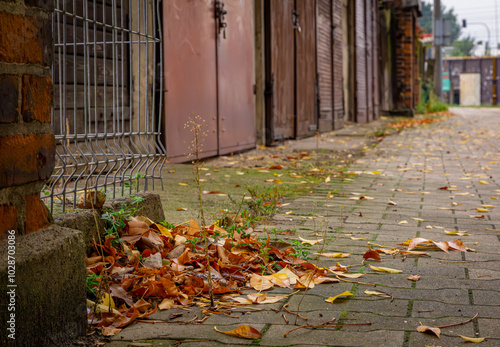 leaves lying on the sidewalk in the city next to old garages in autumn. falling leaves in autumn. wet pavement and leaves, danger of falling over