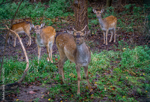 group of fallow deer standing in a green clearing in the forest. male and female mammals